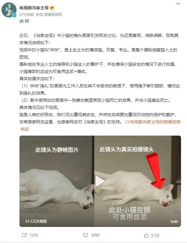 于正新剧虐杀猫？剧方回应：在确保安全的前提下拍摄