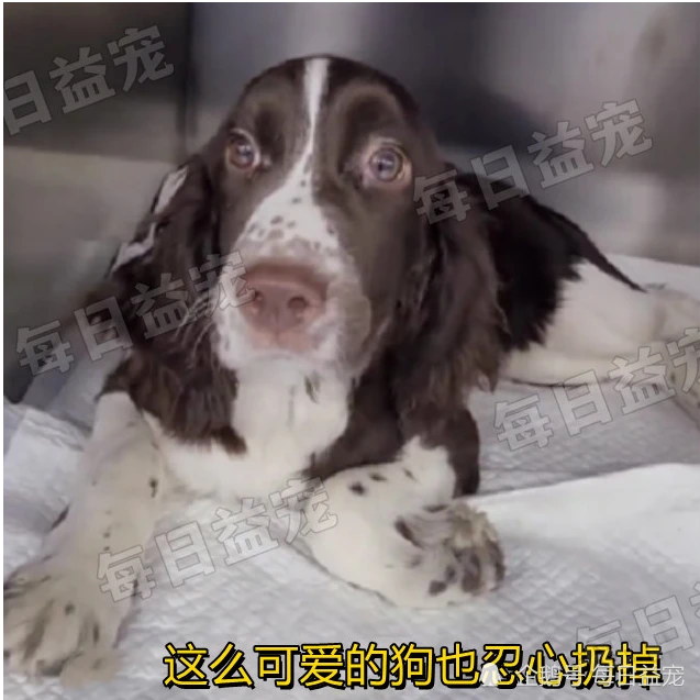 腿部骨折的狗狗被遗弃，拖着断腿追赶主人的样子，好心痛！