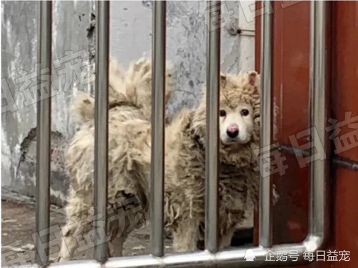 萨摩耶被拴门口，毛发邋遢没人爱，女孩想收养宠主开口要高价！