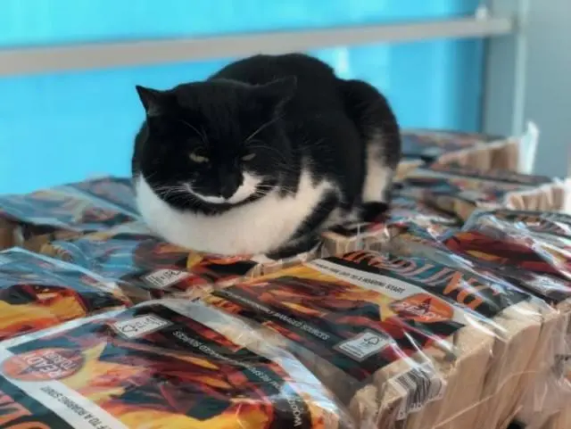 奶牛猫成功混进超市，一上班就是4年，不但没被赶走，还当上保安