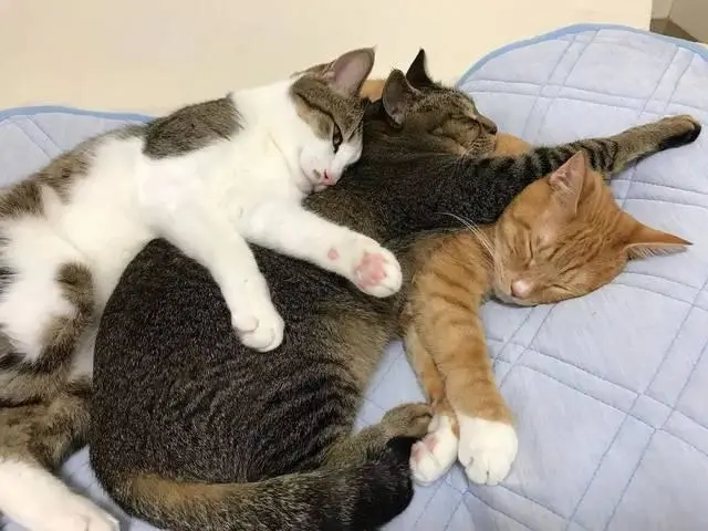 “弃猫效应”，只会让猫咪对你越来越冷淡
