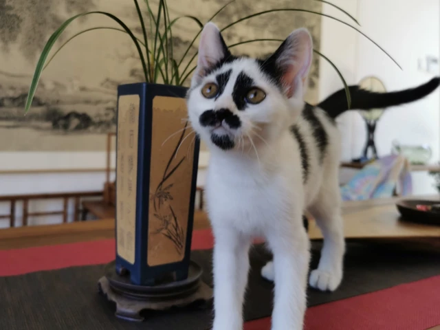 照顾的2只流浪猫幼崽，养了3个月后却只想笑：脸也太喜感了吧？
