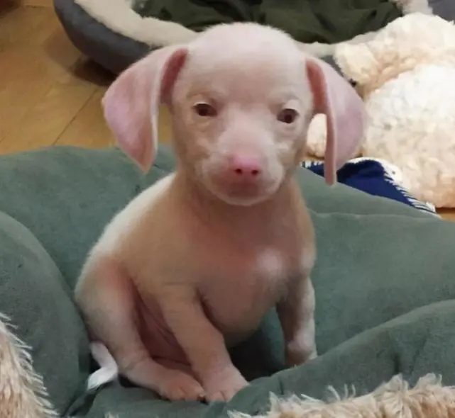 狗狗意外怀孕后，生下独生子，模样让主人看不懂，这不是猪么