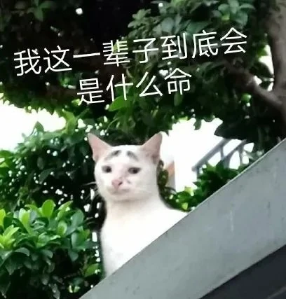 那些丑萌丑萌的猫