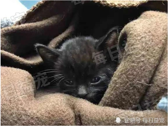 12只猫咪被雪藏，志愿者原地救援5分钟，终于成功“复活”！
