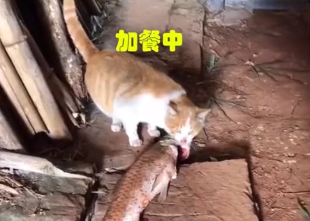 顿顿都有肉！四川一只小猫没事就守池塘边上，饭点就抓只大鱼出来