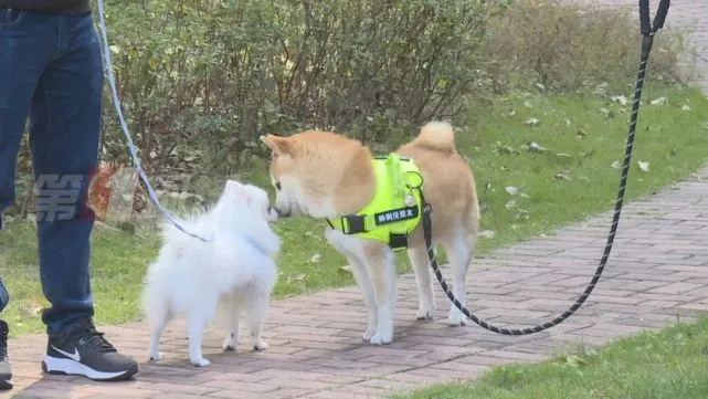 “身价”16万的网红柴犬，在深圳安家啦！这是它现在的生活