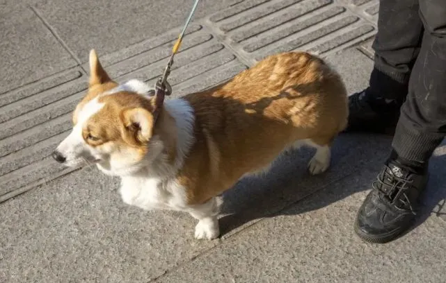 安阳狗咬人后全市治犬，郑州开展禁狗试点，终于等到禁止养狗了！