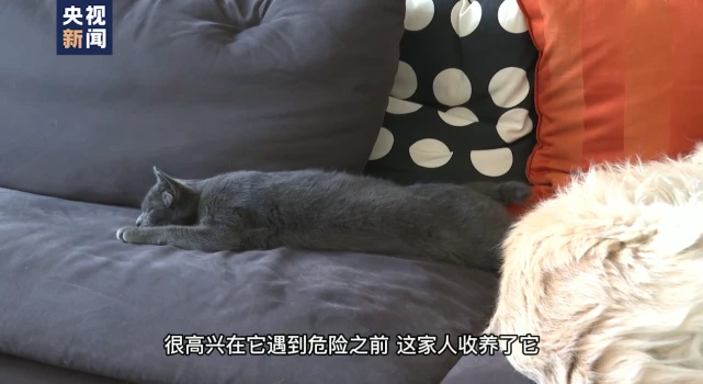 土耳其四耳小猫萌翻网络 主人：原为流浪猫 听力正常