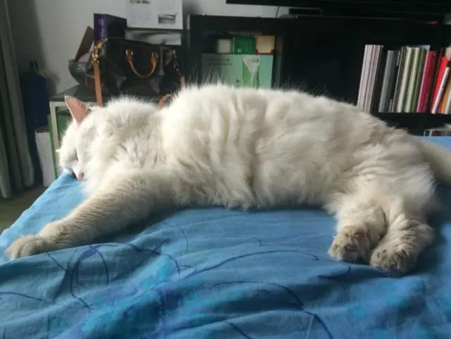 当猫咪的生命走到最后，会有明显的表现
