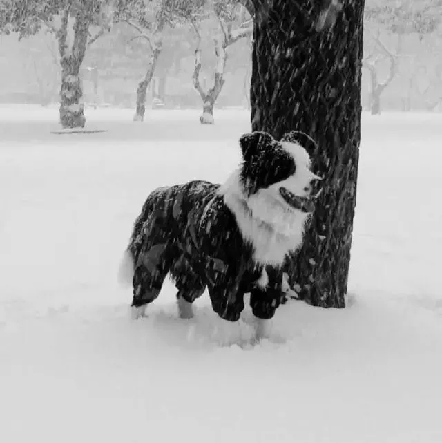边牧专栏丨冬天如何防止边境牧羊犬变臭？