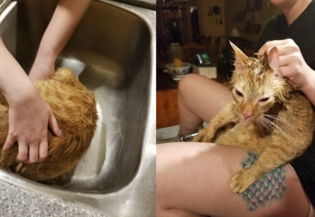 橘猪卡头被消防员救出，下秒出门又被卡：自己多胖心里没点数？