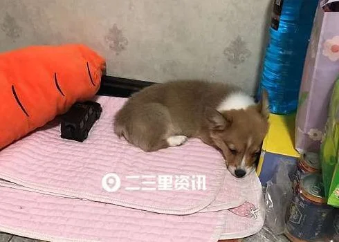 400元买的柯基犬三天就身亡，长春女子质疑在基隆狗市买到“星期狗”