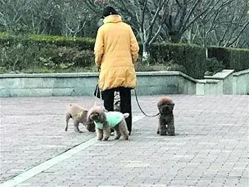 面对狗患，老年人怎么办？