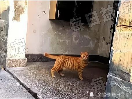 可爱橘猫被遗弃，守在楼下不愿离开，它在等主人回来接它！