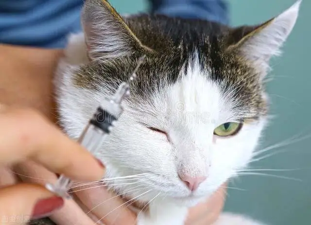 被自己家的猫咪抓伤了，需要打狂犬疫苗吗？