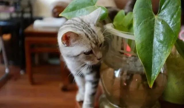 美短猫是个宝，有这些好处，可惜好多人不知道