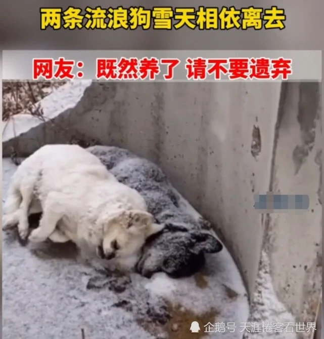 可怜！两条流浪狗雪天相依离去，网友：既然养了请不要遗弃