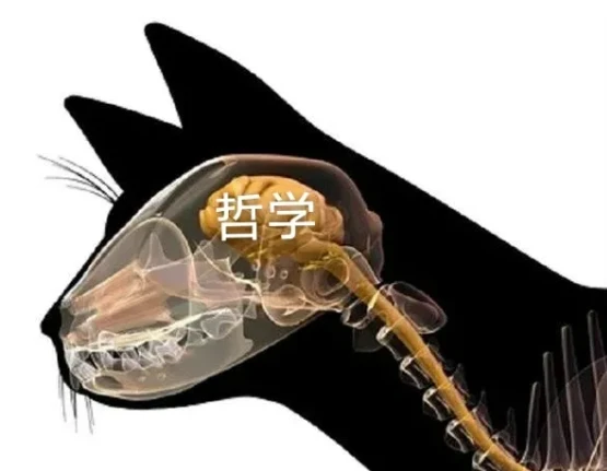 一进浴室被吓到心梗……挂在浴帘杆子上COS蝙蝠，这猫是几个意思？
