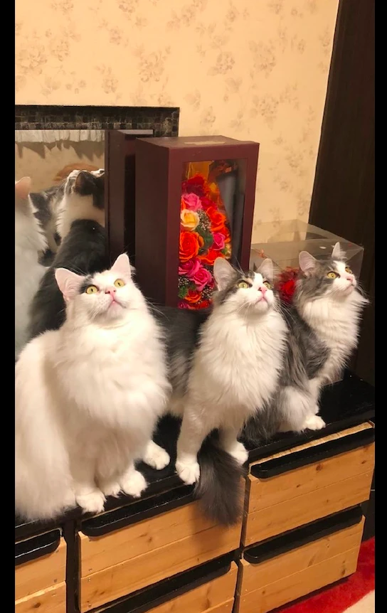 猫咪们全部都抬起头看天花板，还以为在举行某种神秘仪式，好吓人
