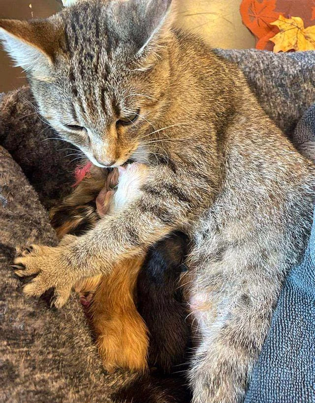 宠物猫被遗弃在大楼外，救助人员赶到现场，发现情况有古怪