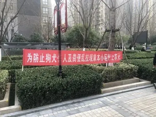 安阳狗咬人后，郑州开展禁犬，王新刚是压死养狗人的最后一根稻草