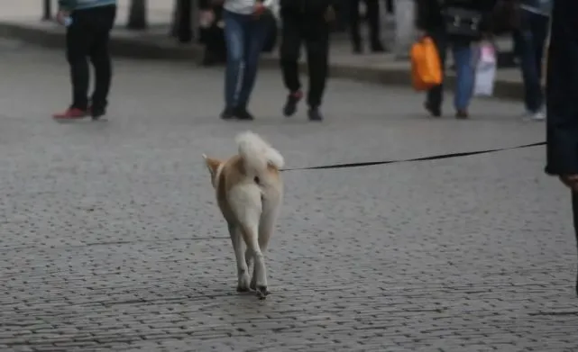 郑州社区禁犬了，高兴的是不再害怕被狗咬了，失落的是狗狗怎么办