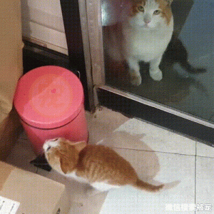 捡到一只小流浪猫，几天之后，猫妈妈找上门讨要孩子！
