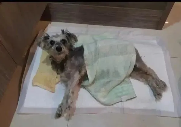 只因为一时的不忍心，成就十二年朝夕相伴，终离别永难忘！