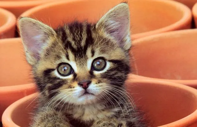 猫咪对哪些事情不上心？又会对哪些事情记忆深刻呢？​