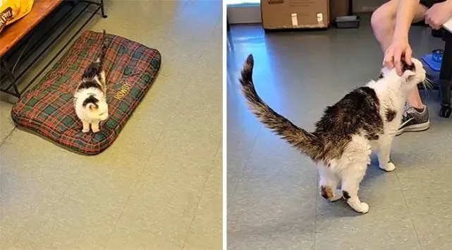 猫趣｜101岁的老太太收养了救助站最老的猫咪，简直堪称天作之合