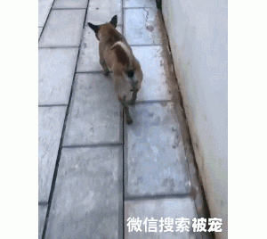 快看这只猪！网吧一群人竟然对一只狗说三道四，萨摩耶：你礼貌吗？