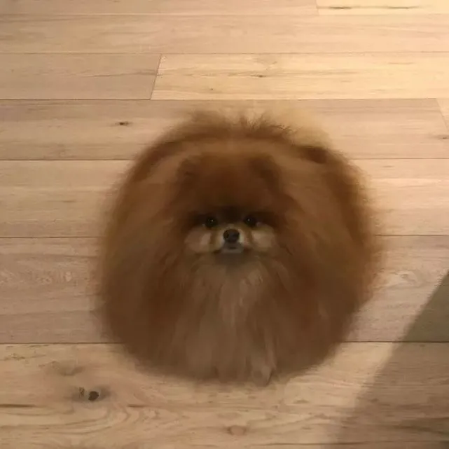给博美洗澡一定要有心理准备……场面超吓人！