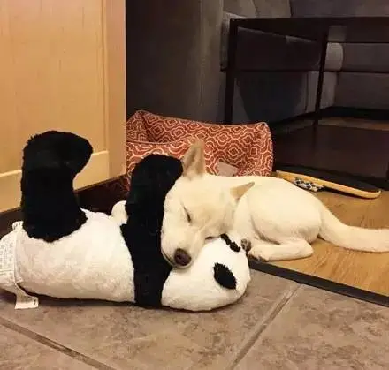 一只超萌的白色小柴犬，好想拐走！