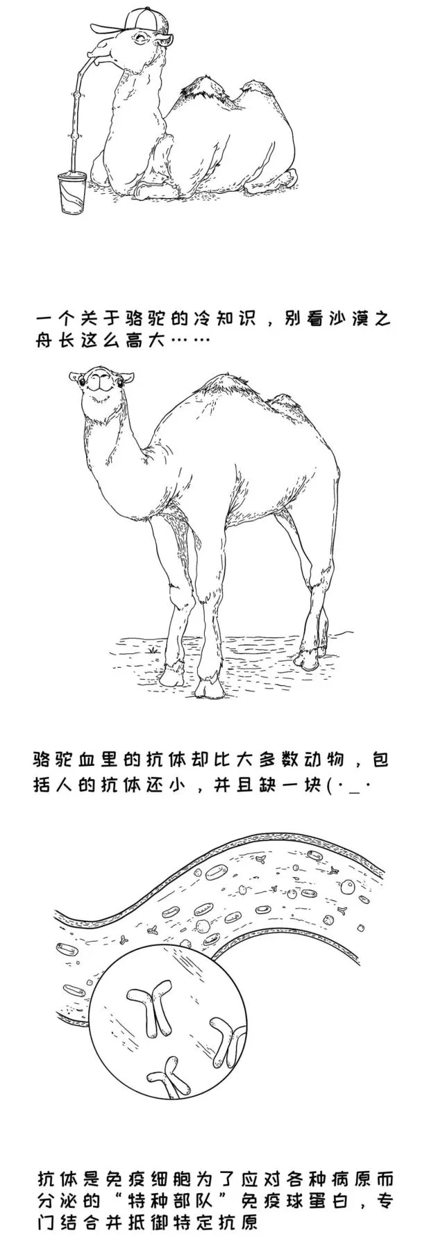 大大的骆驼，小小的抗体