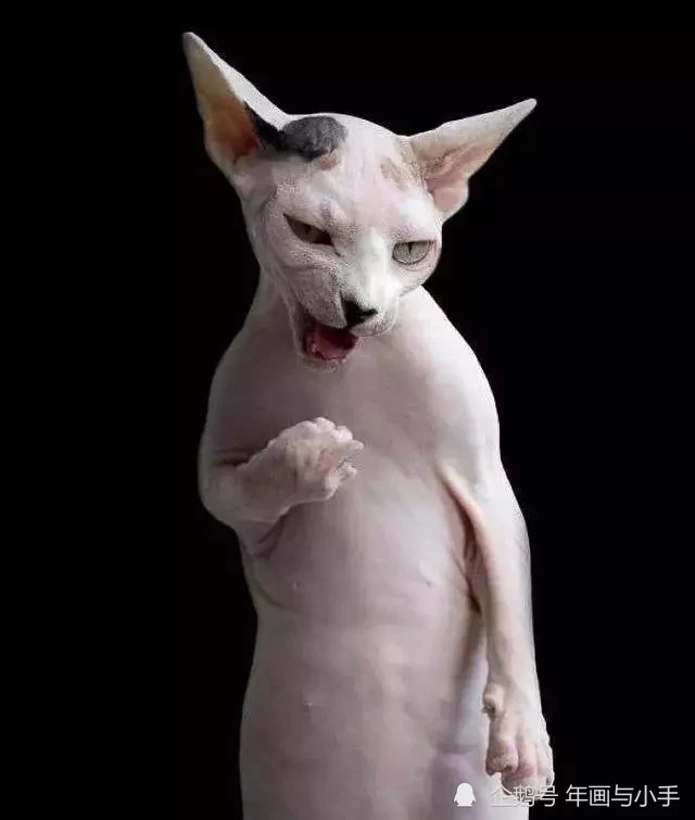 猫咪光吃不长肉，这几点原因必须知道？