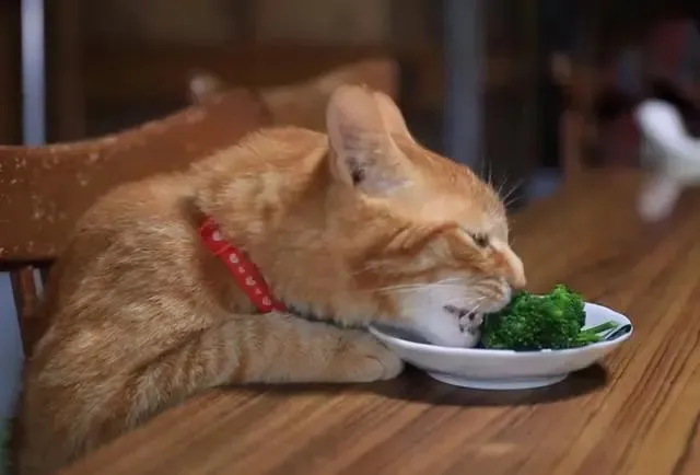 猫护｜满足猫咪的好奇心，能和猫咪一起分享的人类食物有哪些？