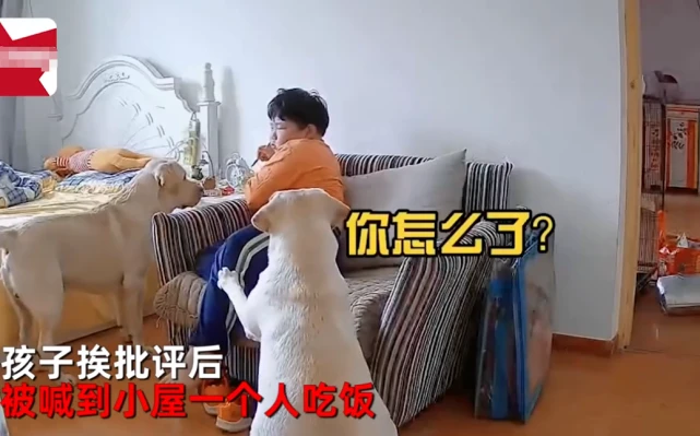 边哭边吃！北京一男孩挨批独自在房间吃饭，结果被狗子安慰整破防