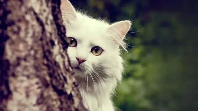 喂养流浪猫是伪善？带流浪猫回家必须要注意以下4点
