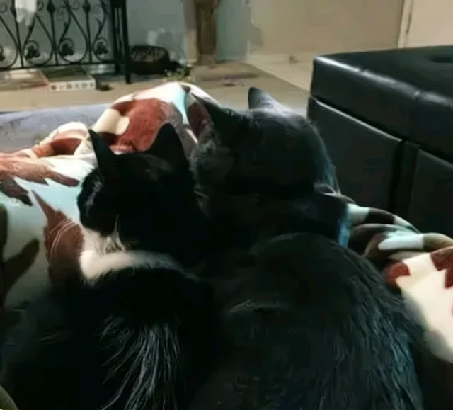 小猫闯进家门，16岁老猫却在一个月后离世，老猫：让它替我守护你