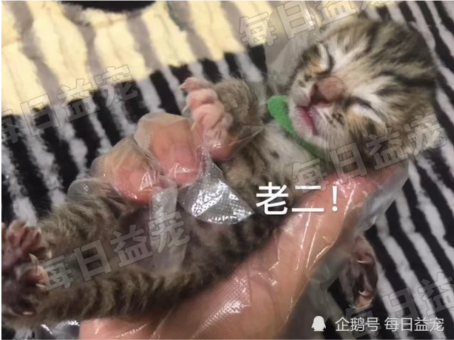 橘猫被蓝猫拱了，生下3只小猫，不得不感叹：田园猫基因强大！