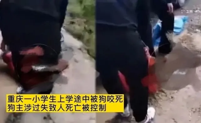 恶犬咬死8岁男童，悲剧原本可以避免