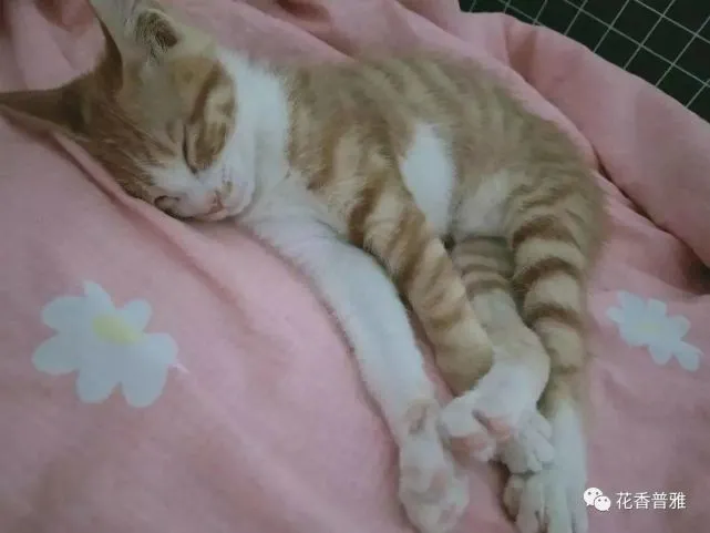 想知道猫咪爱不爱你，看它的睡姿就知道，什么是信任你的睡姿。