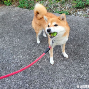 网友捡了几片树叶，柴犬以为是好吃的走不动路了，最后真的吃起来