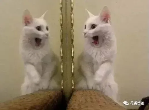 求助，我家猫太爱照镜子怎么办？