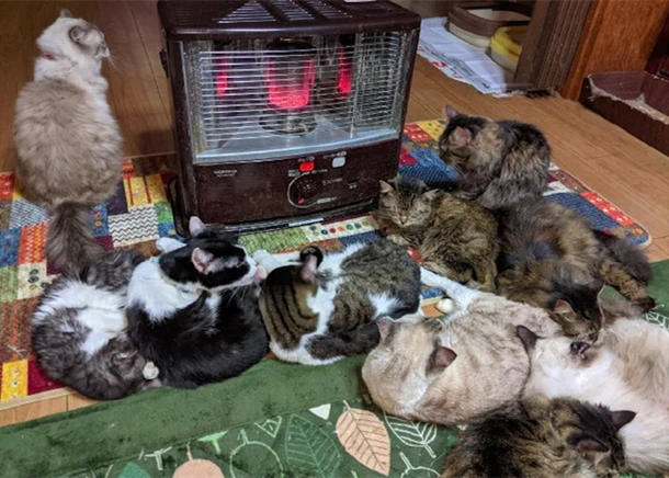 主人刚打开暖炉取暖，猫咪们就全都围了过去：这也太真实了吧