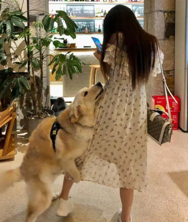 狗狗眼里第一主人是什么样的？划分等级？你排第几呢？