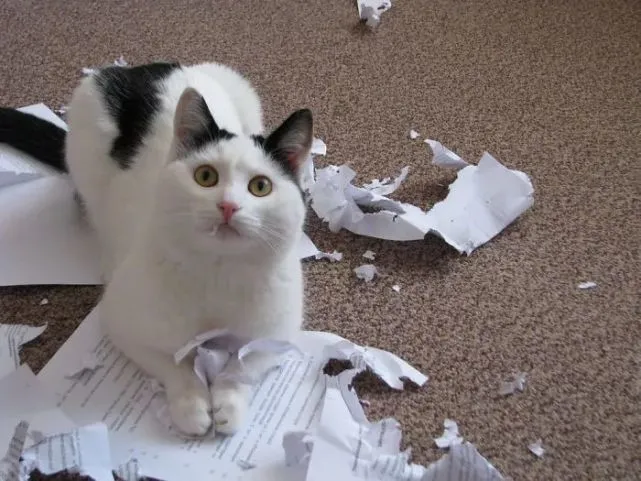 养了一只“会拆家”的猫，是什么感受？