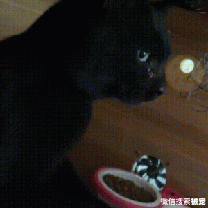 对人类紧追不放的流浪猫，不停拱手作揖，祈求有人能带走它
