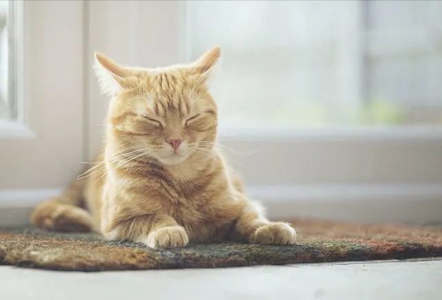 猫咪是否在乎你？